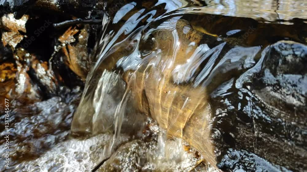 Stream in forest, spring Stream in forest, spring