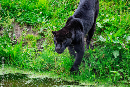 black jaguar looking across water