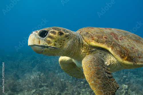 Bild auf Leinwand Massive loggerhead turtle swimming