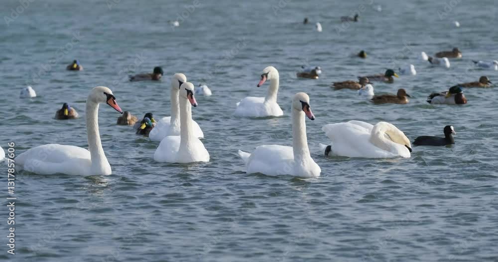Close up of beautiful white swans in the pond Video Close up of beautiful white swans in the pond Video