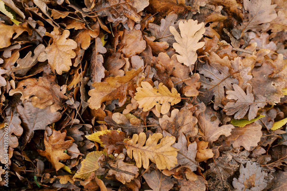 Dry brown oak leaves lie on the ground Dry brown oak leaves lie on the ground