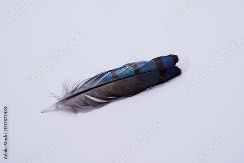 Small bluejay feather on a white background.