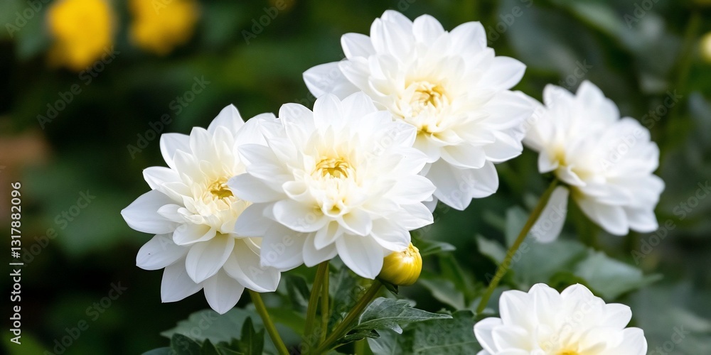 Obraz premium White dahlias bloom garden closeup