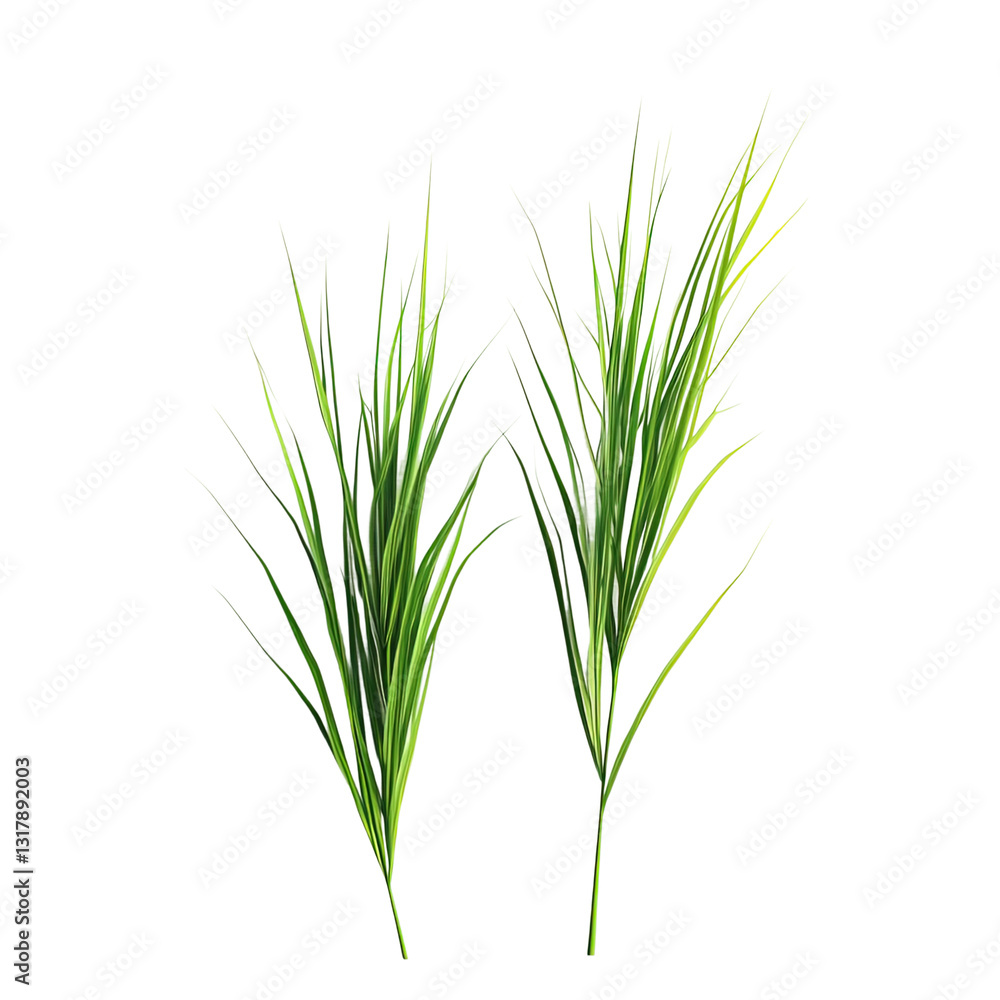 Naklejka premium Two green grass stems are shown on transparent background