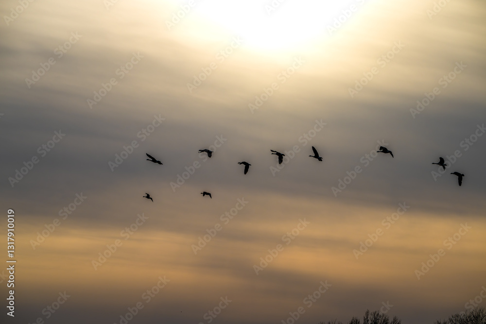 Canada geese in silhouette fly past a cloudy sunset. Canada geese in silhouette fly past a cloudy sunset.