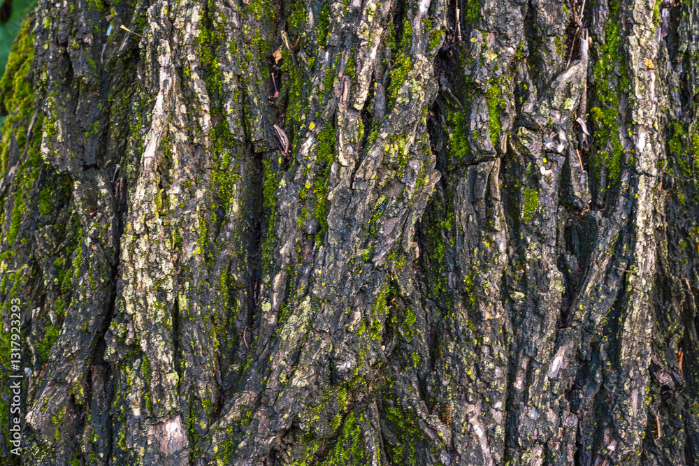 Obraz premium Close-up of tree bark covered in green moss, showing rough texture. Natural background