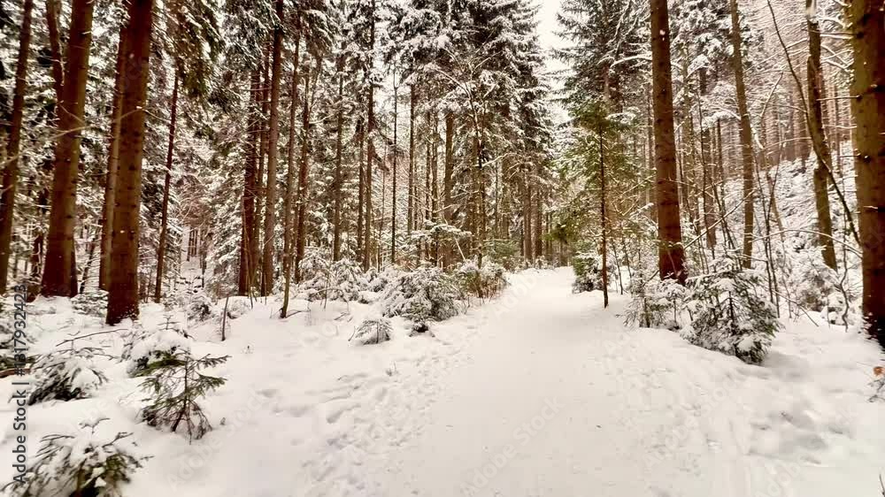 A serene and tranquil pathway through a snowy forest, surrounded by tall trees and picturesque winter scenery A serene and tranquil pathway through a snowy forest, surrounded by tall trees and picturesque winter scenery