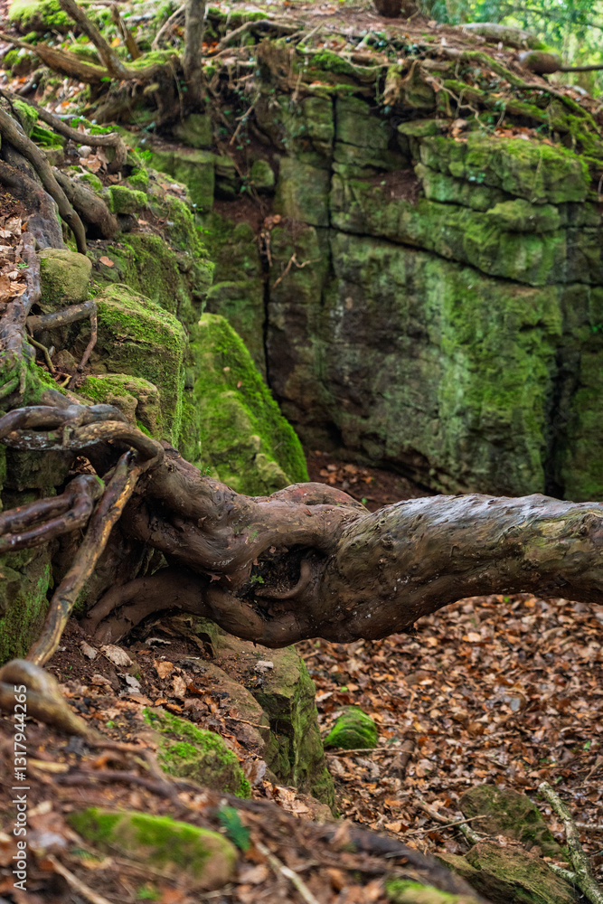 Elephant Shaped Tree Branch in Puzzlewood ancient woodland forest near Coleford in the Royal Forest of Dean, Gloucestershire, England, United Kingdom Elephant Shaped Tree Branch in Puzzlewood ancient woodland forest near Coleford in the Royal Forest of Dean, Gloucestershire, England, United Kingdom