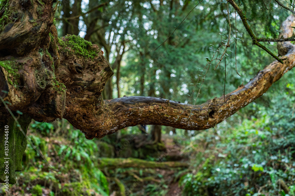 Elephant Shaped Tree Branch in Puzzlewood ancient woodland forest near Coleford in the Royal Forest of Dean, Gloucestershire, England, United Kingdom Elephant Shaped Tree Branch in Puzzlewood ancient woodland forest near Coleford in the Royal Forest of Dean, Gloucestershire, England, United Kingdom