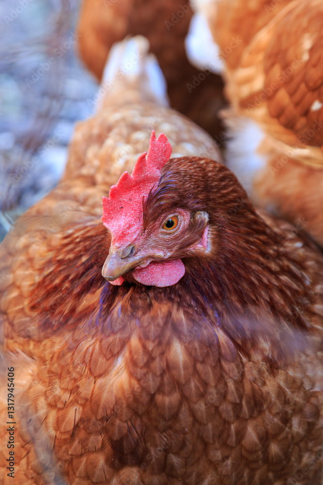 Europe, Spain, Balearic Islands, Mallorca. Chicken.