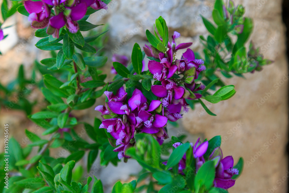 Europe, Spain, Balearic Islands, Mallorca. Esporles. La Granja. Museum. Flowers.