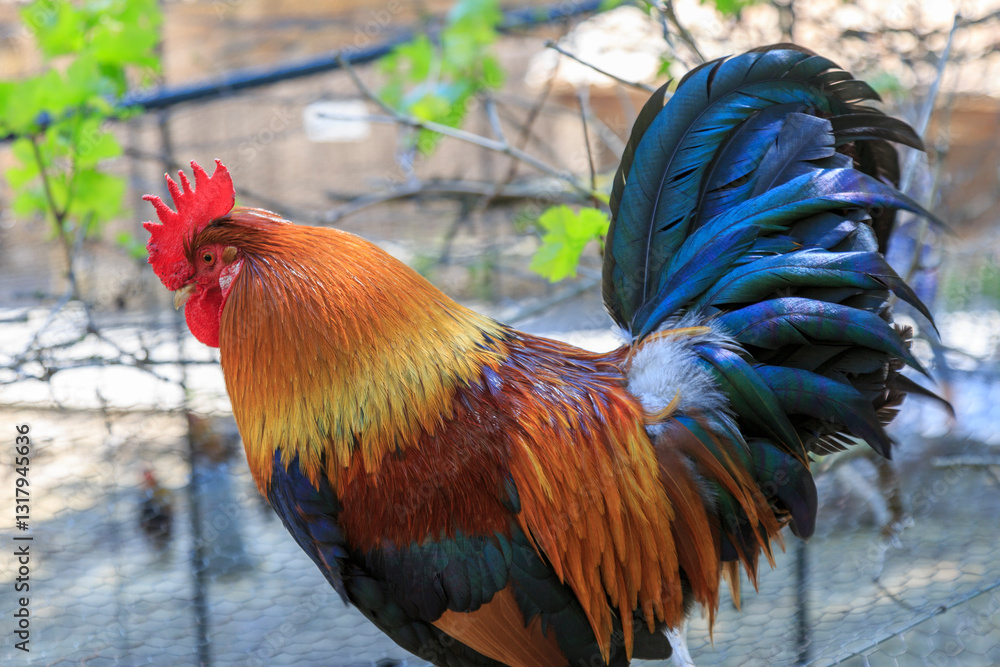 Europe, Spain, Balearic Islands, Mallorca. Esporles. Rooster.