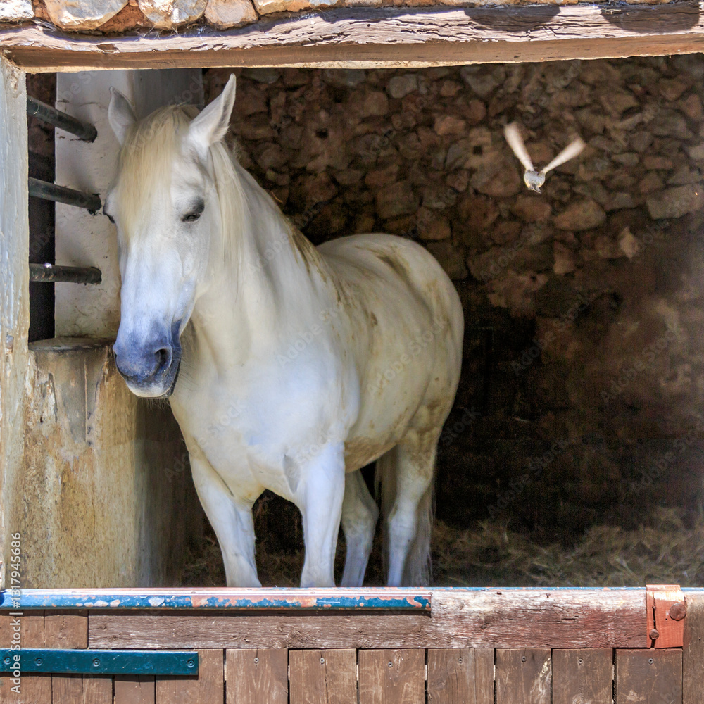 Europe, Spain, Balearic Islands, Mallorca. White horse.