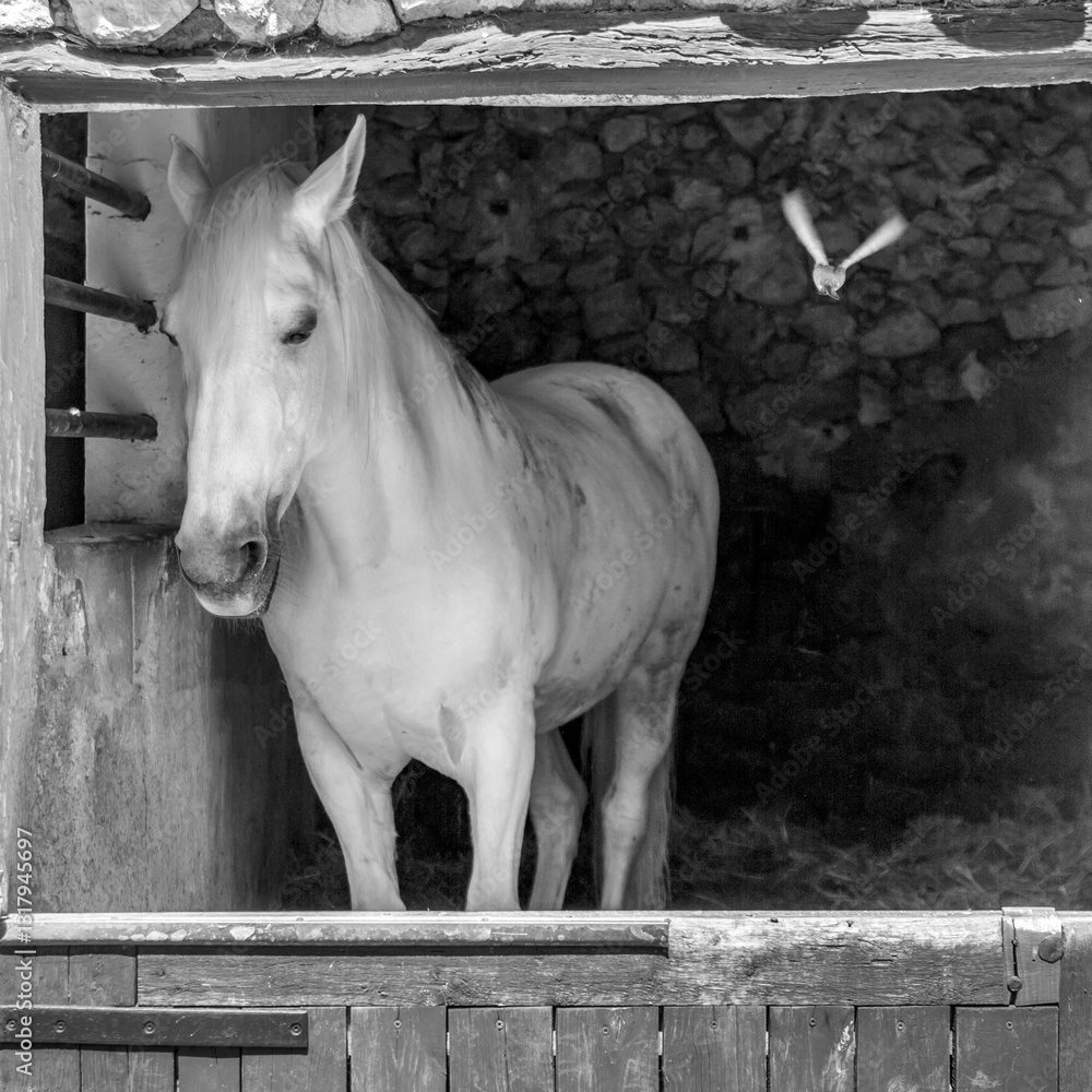 Europe, Spain, Balearic Islands, Mallorca. White horse.