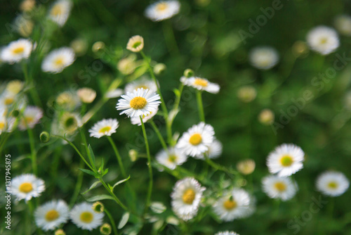 Obraz na płótnie Europe, Spain, Balearic Islands, Mallorca. Esporles. La Granja. Museum. Daisy. w salonie