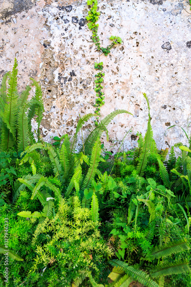 Europe, Spain, Balearic Islands, Mallorca. Esporles. La Granja. Museum. Ferns.