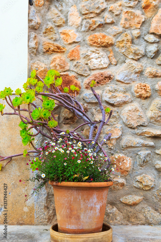 Europe, Spain, Balearic Islands, Mallorca. potted plants and succulents.