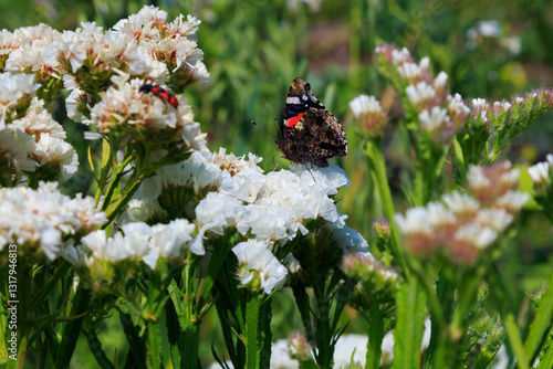 Obraz na płótnie Europe, Spain, Balearic Islands, Mallorca.Palma. Biogranja La Real. Organic farm shop, Their land includes mini-plots available to rent. Butterfly on white Statice flowers. w salonie