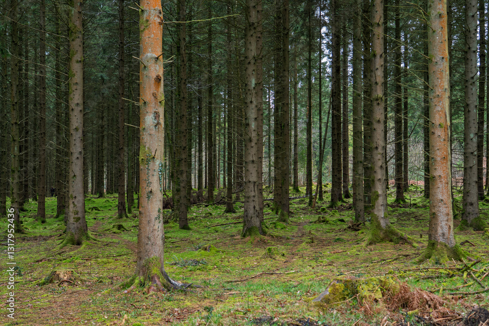Obraz premium Trees at Nagshead Nature Reserve forest near Coleford in the Royal Forest of Dean, Gloucestershire, England, United Kingdom