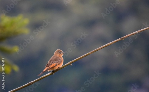 Yellow and brown bird.