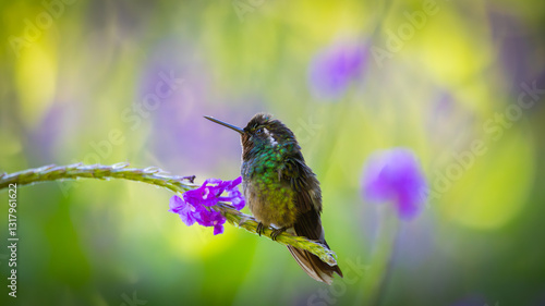 hummingbird on a flower in rain forrest
