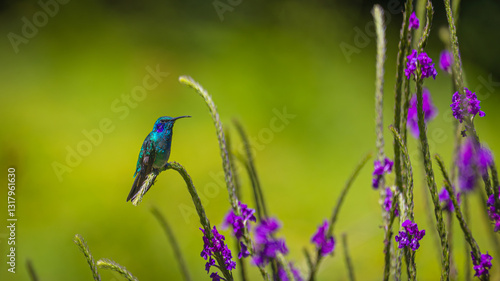 blue green hummingbird on purple flower