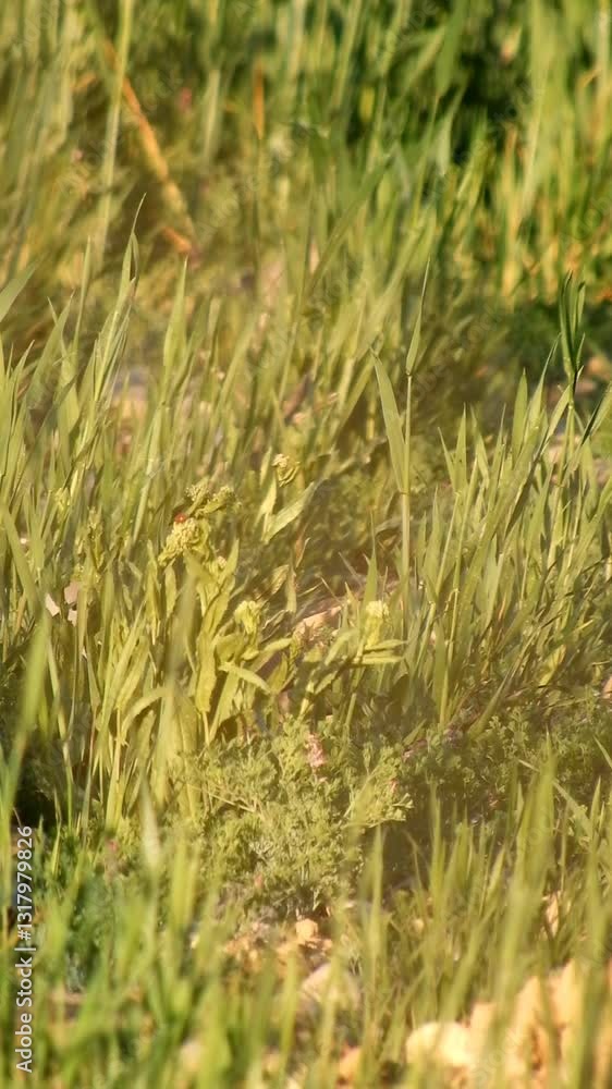 Eurasian Collared Dove Pair Feeding In Green Agriculture Field - 4k Vertical Video Eurasian Collared Dove Pair Feeding In Green Agriculture Field - 4k Vertical Video