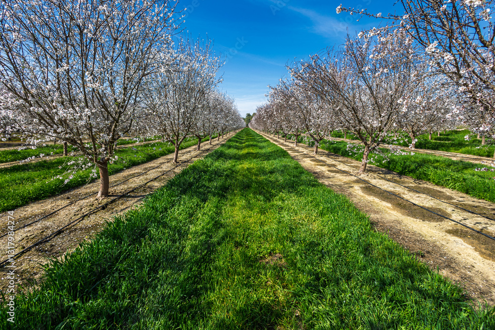 Fototapeta premium Almond tree orchard in Spring #8