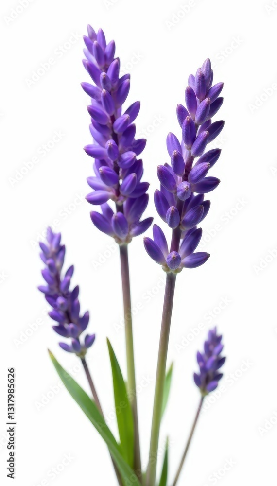 Obraz premium Delicate purple lavender blooms, isolated White background , bud, purple
