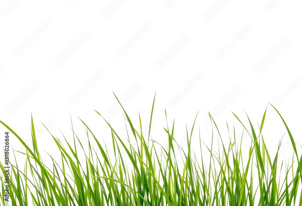 Vibrant green grass banner, isolated on pure white , ecology, artwork Vibrant green grass banner, isolated on pure white , ecology, artwork