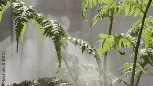 Close up view of tree fern fronds and leaves being misted from home humidifier.  Tropical houseplant care with humidity and sunlight.