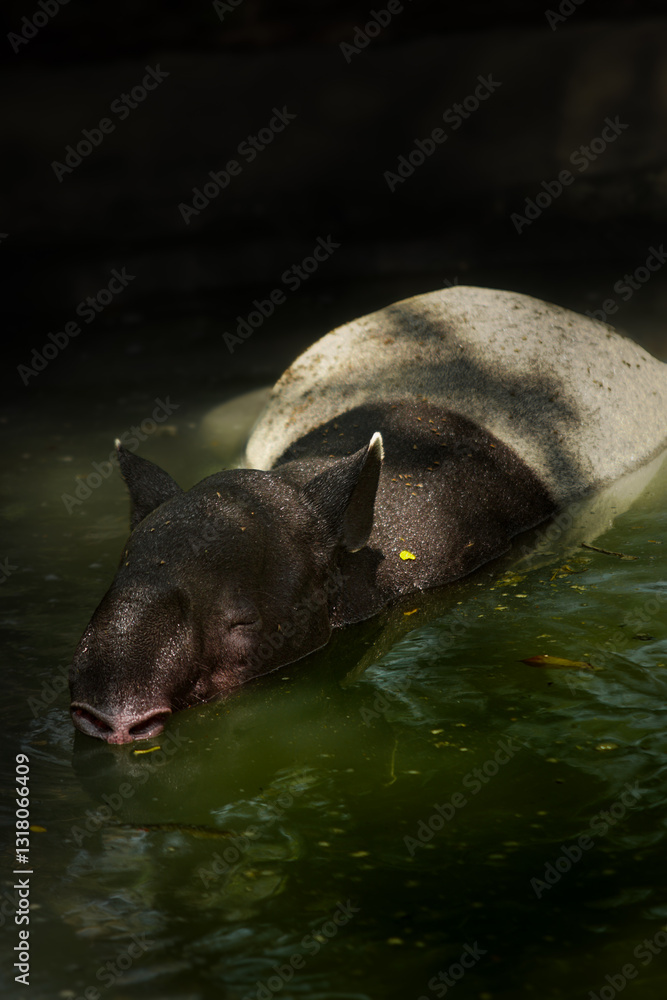 The Malayan tapir (Tapirus indicus). Tapir take a bath in water, wildlife in the zoo. A portrait of a tapir. The Malayan tapir (Tapirus indicus). Tapir take a bath in water, wildlife in the zoo. A portrait of a tapir.