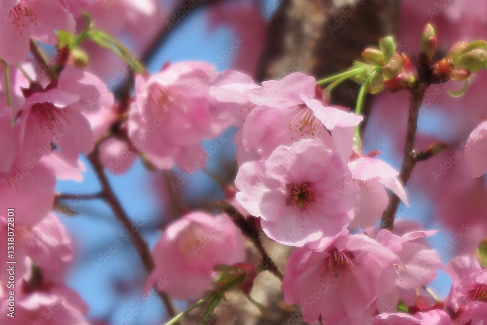 線路沿いの歩道に咲いたピンク色の桜の花の風景10 線路沿いの歩道に咲いたピンク色の桜の花の風景10