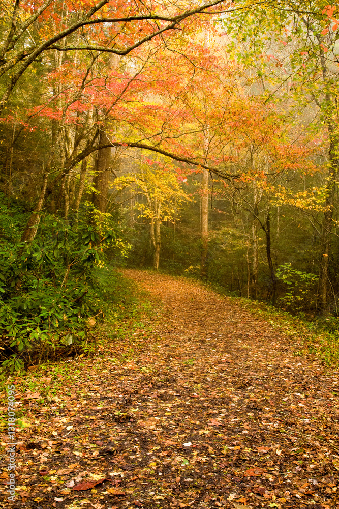 Obraz premium Autumn, Great Smoky Mountains National Park