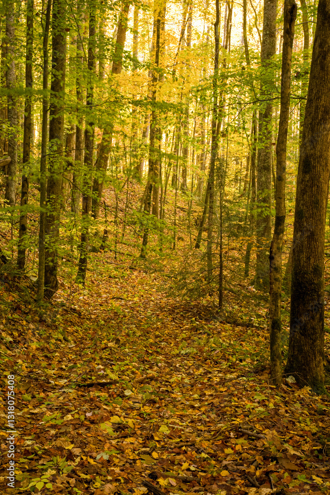 Obraz premium Autumn, Tremont, Great Smoky Mountains National Park