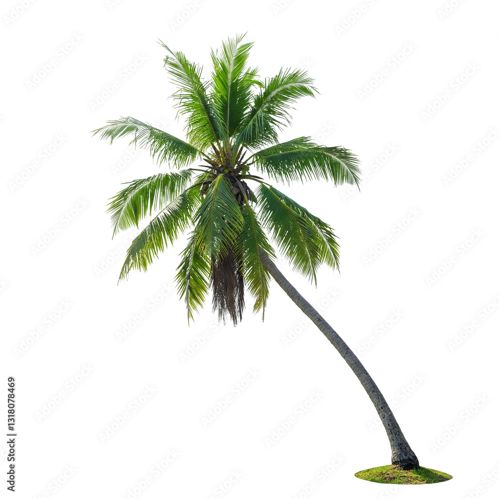 Fototapeta premium Isolated palm tree aND COCONUT on a PNG background with green leaves and a tall trunk.