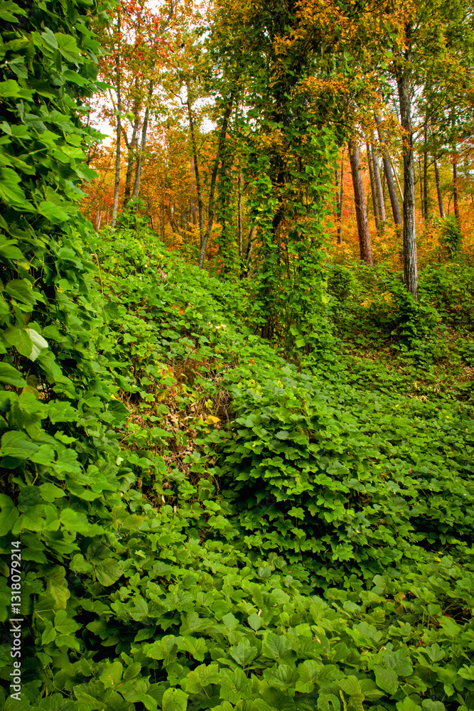 Fototapeta premium Kudzu, Autumn, Cherokee National Forest