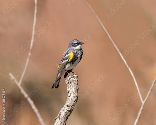A Yellow-rumped Warbler perches in Wyoming