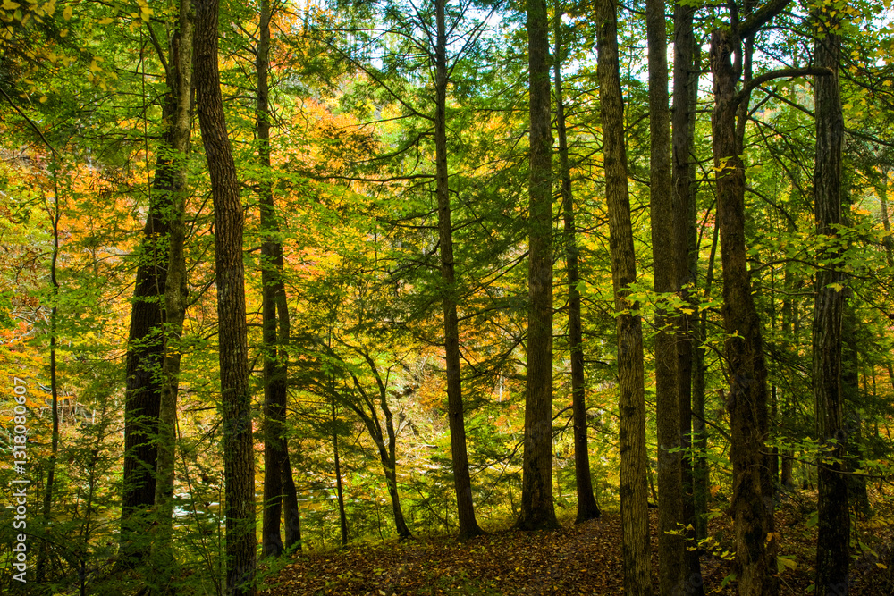 Obraz premium Autumn, Citico Creek, Cherokee National Forest