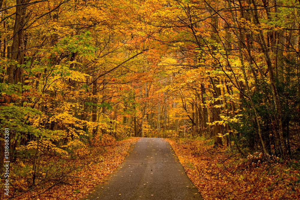 Obraz premium Autumn, Cherokee Orchard Area, Great Smoky Mountains National Park