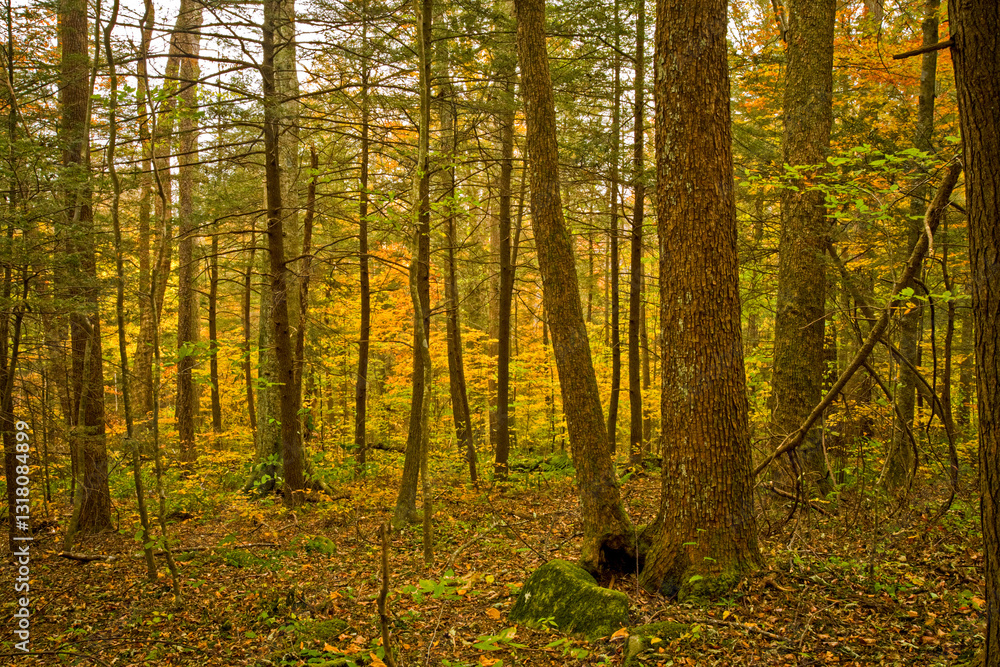 Fototapeta premium Autumn, Motor Nature Trail, Great Smoky Mountains National Park