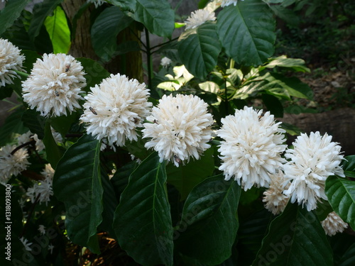 Red dwarf Honey bee on Robusta coffee blossom on tree plant with green leaf with black color in background. Petals and white stamens of blooming flowers
