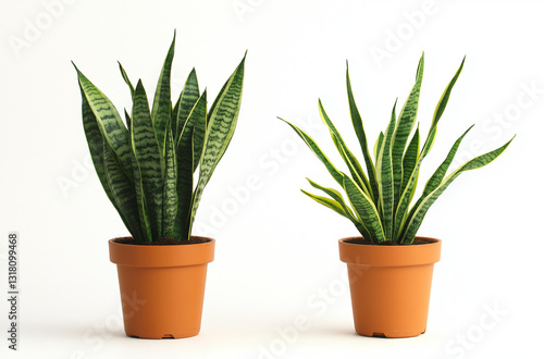 Wallpaper Mural Modern home interior with potted plants, including Monstera, snake plant, and Labeo zebra, on a sideboard with a watering can, warm-lit lamp, and white walls Torontodigital.ca