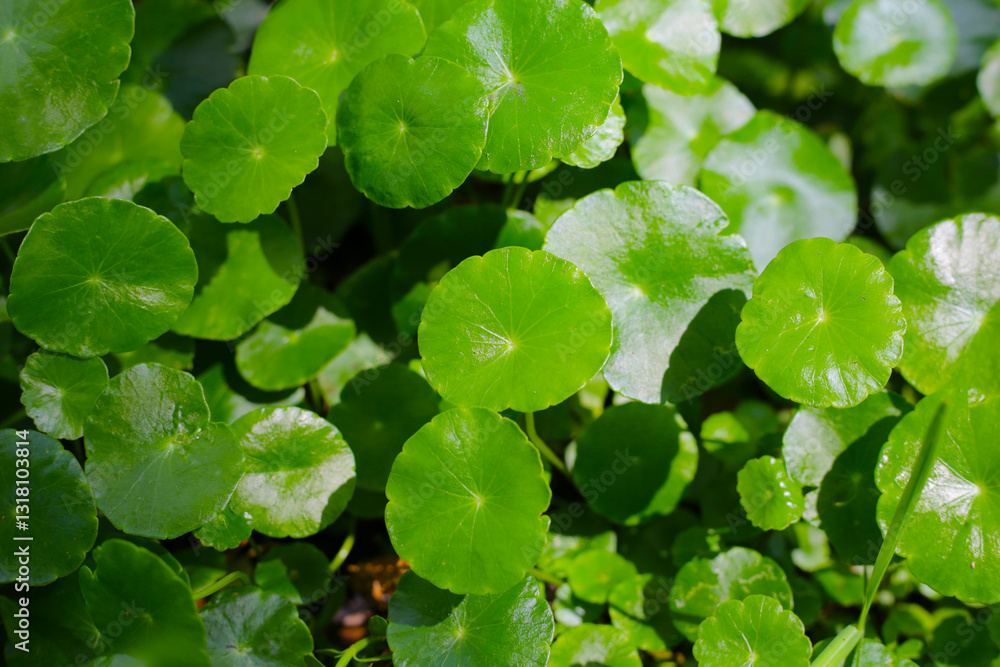 Fresh green nature herb leaves of centella asiatica (gotu kola) Fresh green nature herb leaves of centella asiatica (gotu kola)
