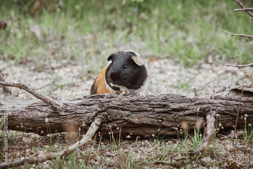 Guinea Pig in Nature summer outdoors cute sitting on the branch
