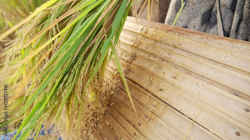 Farmers in asia thresh rice grain by hand on a bamboo rack after harvest on paddy field, manual farming