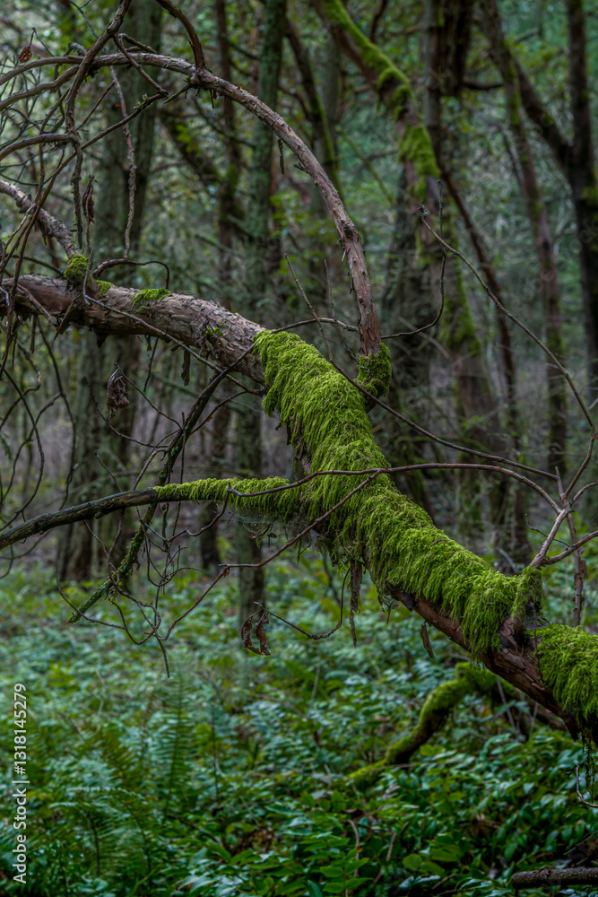 trees in the forest trees in the forest