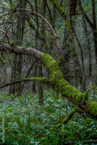 trees in the forest