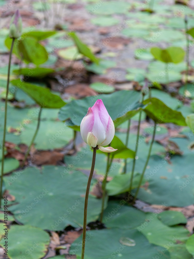 A pink-tipped white lotus flower blooms in a pond, surrounded by large, round green leaves and several lotus buds. The background shows a green grassy area and a paved path. The image is a close-up. A pink-tipped white lotus flower blooms in a pond, surrounded by large, round green leaves and several lotus buds. The background shows a green grassy area and a paved path. The image is a close-up.