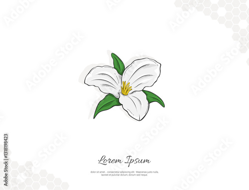 Great White Trilium flower vector art for wall decoration